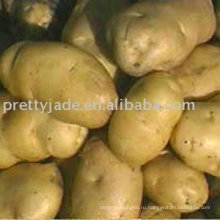 Свежий картофель на ферме